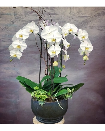 Premium Orchids Planter Plant